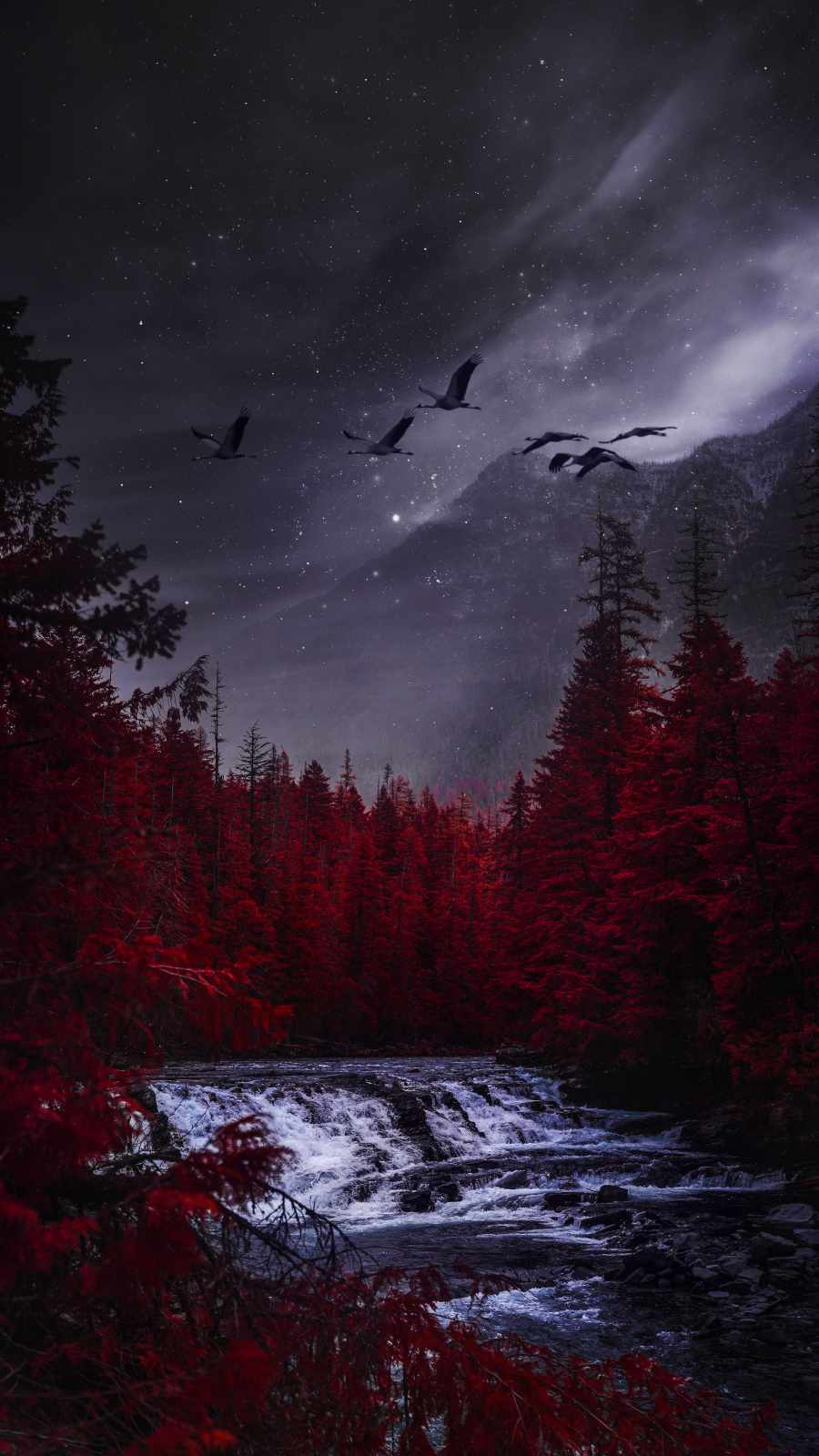 Night Forest Scene