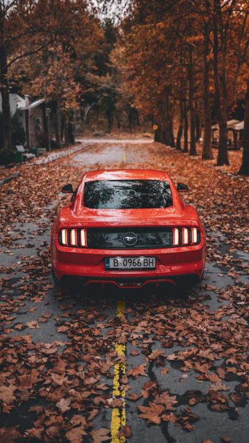 Red Mustang Autumn