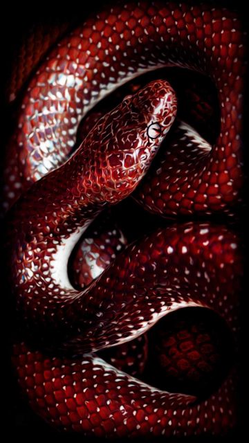 Red Snake iPhone Wallpaper