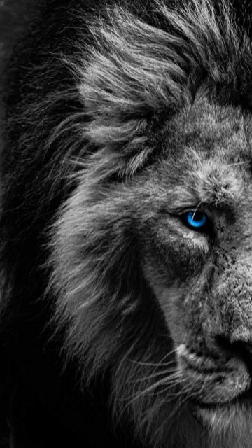 Blue Eye Lion iPhone Wallpaper