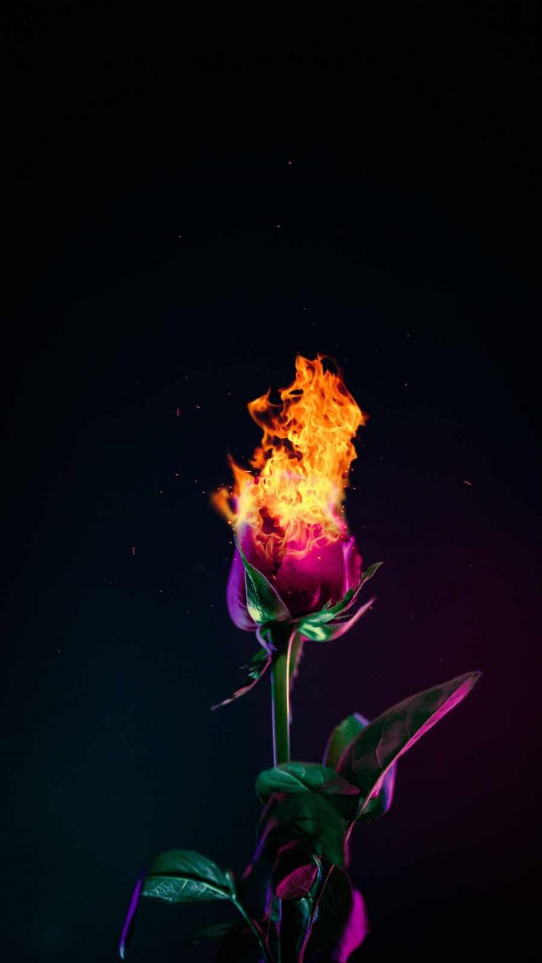 Burning Rose Wallpaper » iPhone Wallpapers