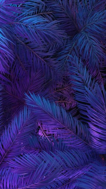 Dense Forest iPhone Wallpaper