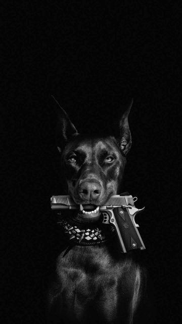 Dog with Gun iPhone Wallpaper