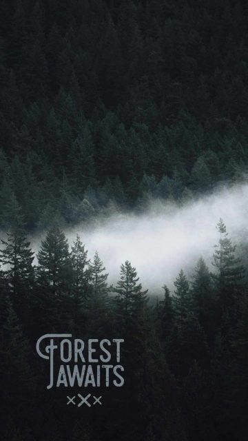 Forest Awaits iPhone Wallpaper