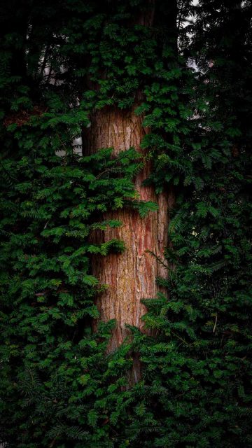 Huge Tree iPhone Wallpaper