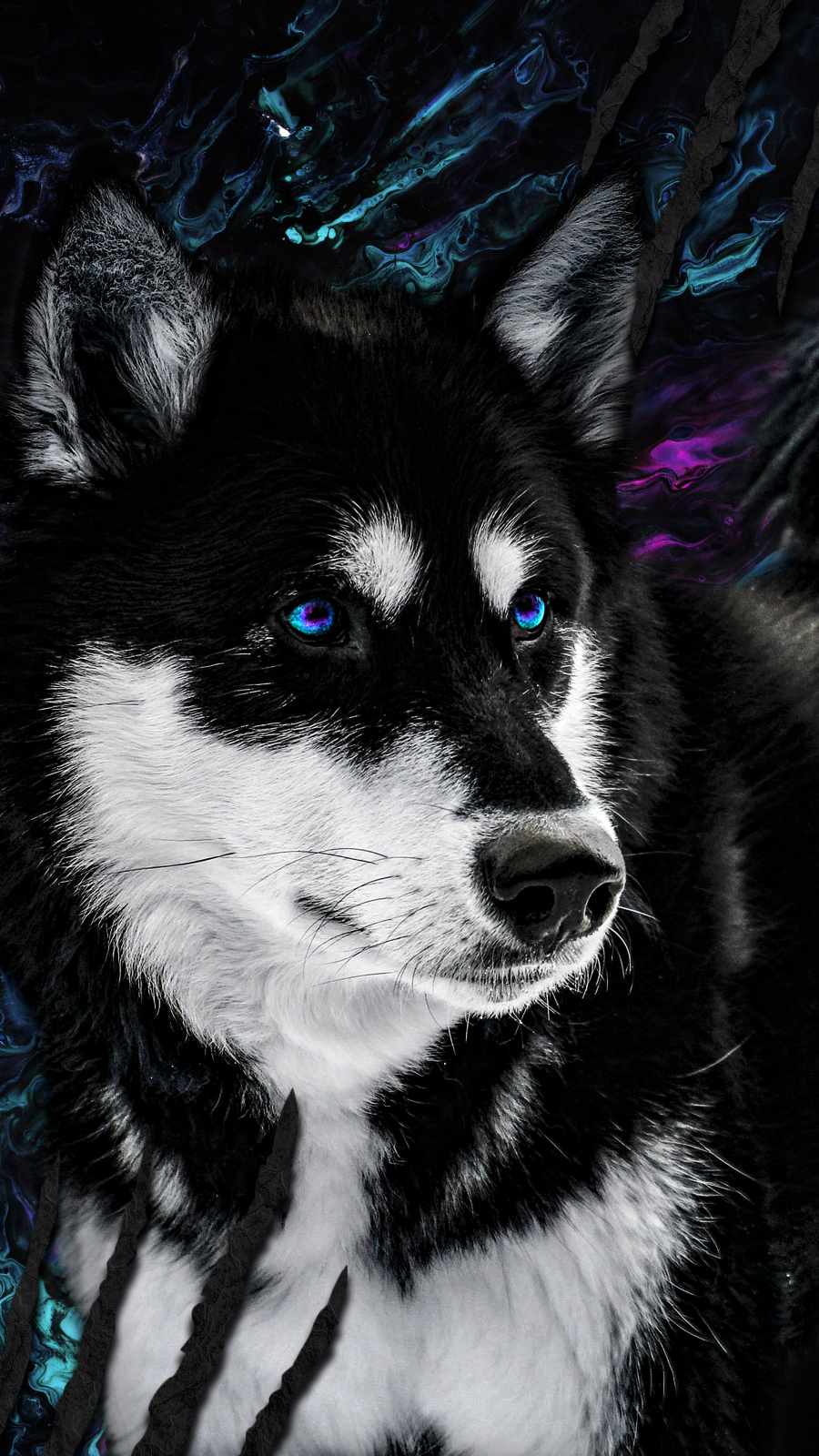 Husky Dog iPhone Wallpaper