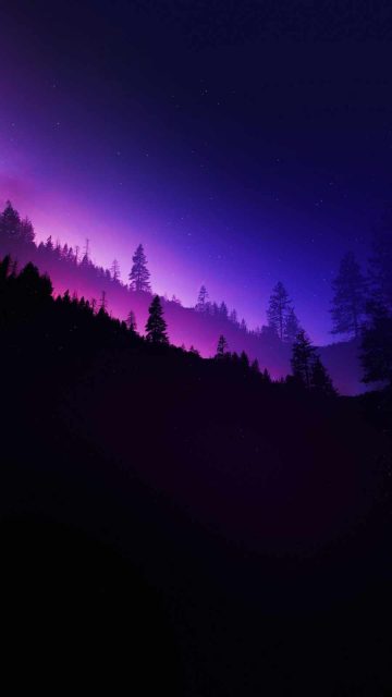 Night Forest Wallpaper