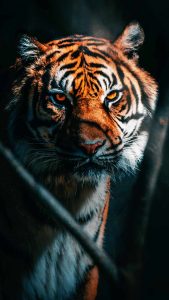 The Predator Tiger - iPhone Wallpapers