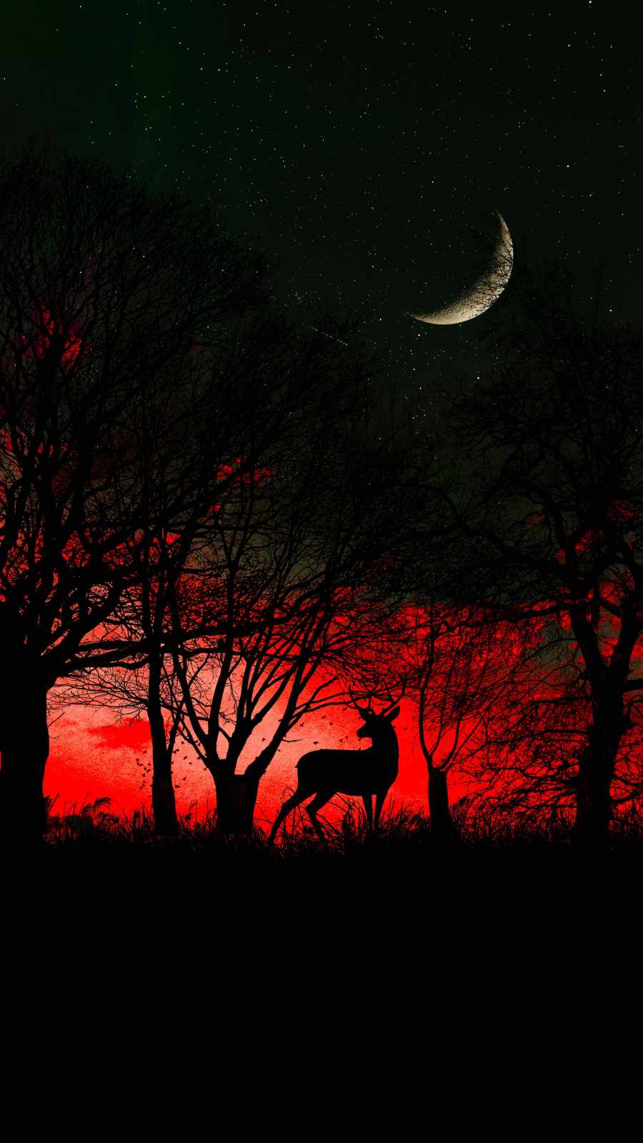 Deer Forest Night