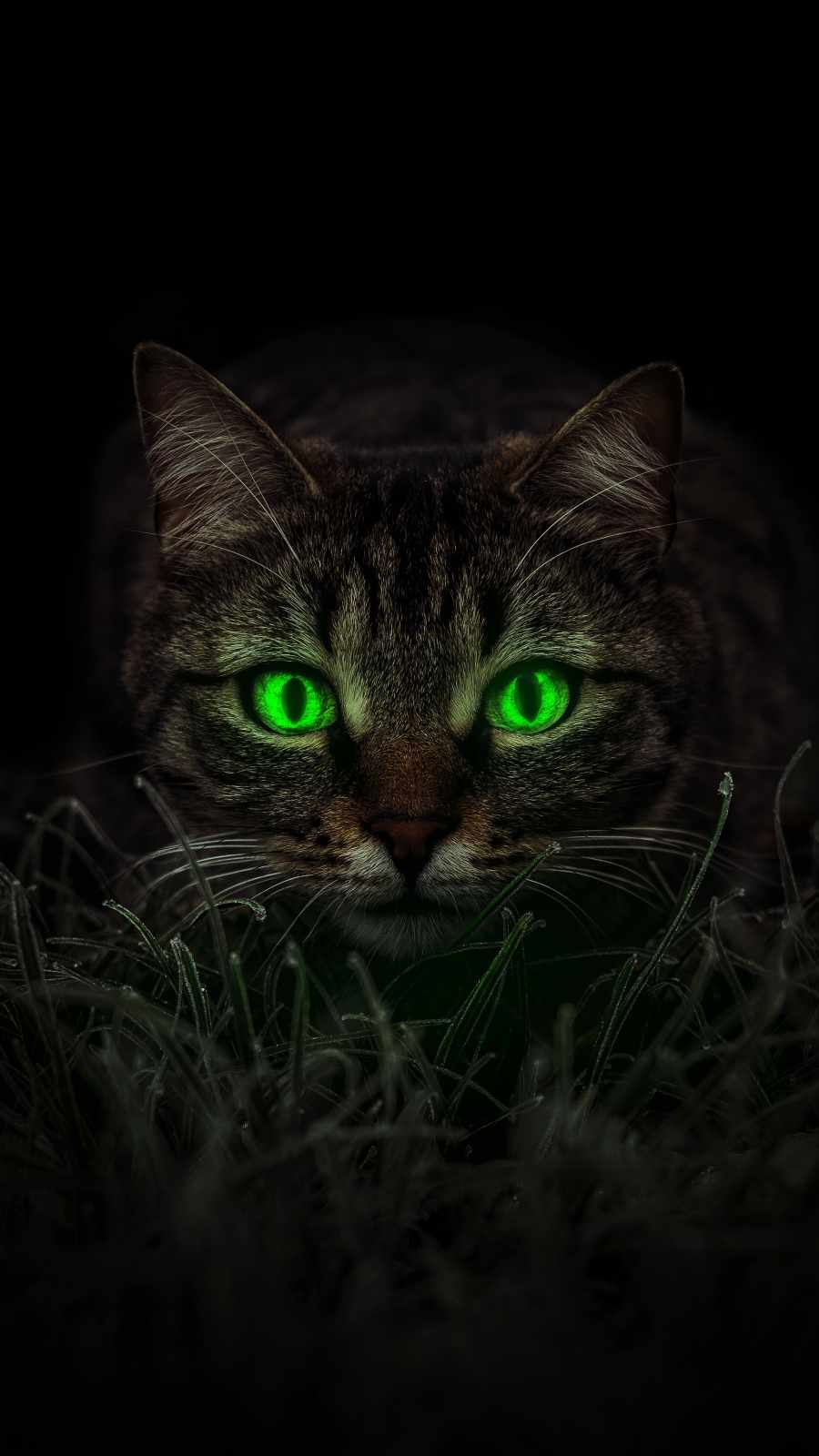 Cat Eyes iPhone Wallpaper