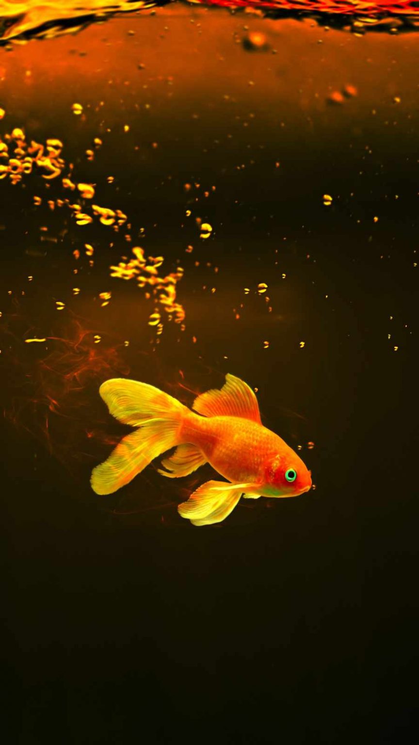 Gold Fish iPhone Wallpaper - iPhone Wallpapers