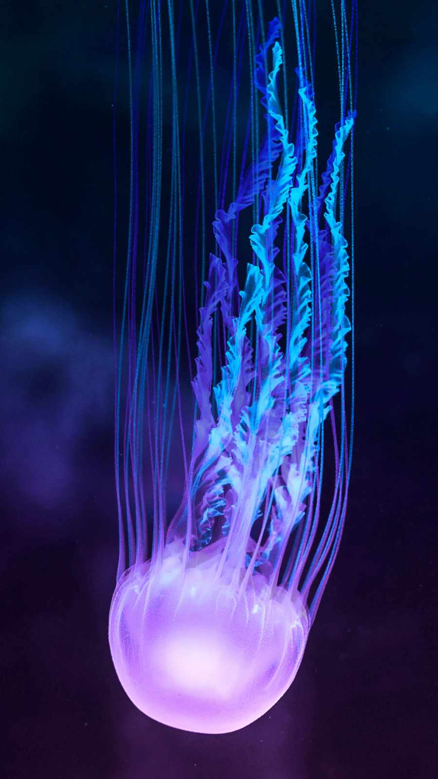 Jelly Fish iPhone Wallpaper