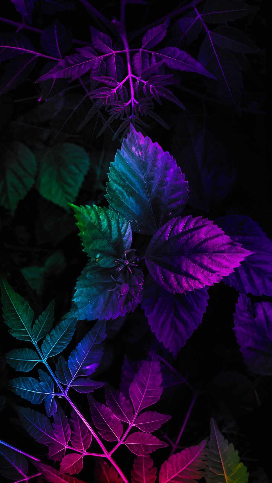 Nature Foliage Colors iPhone Wallpaper