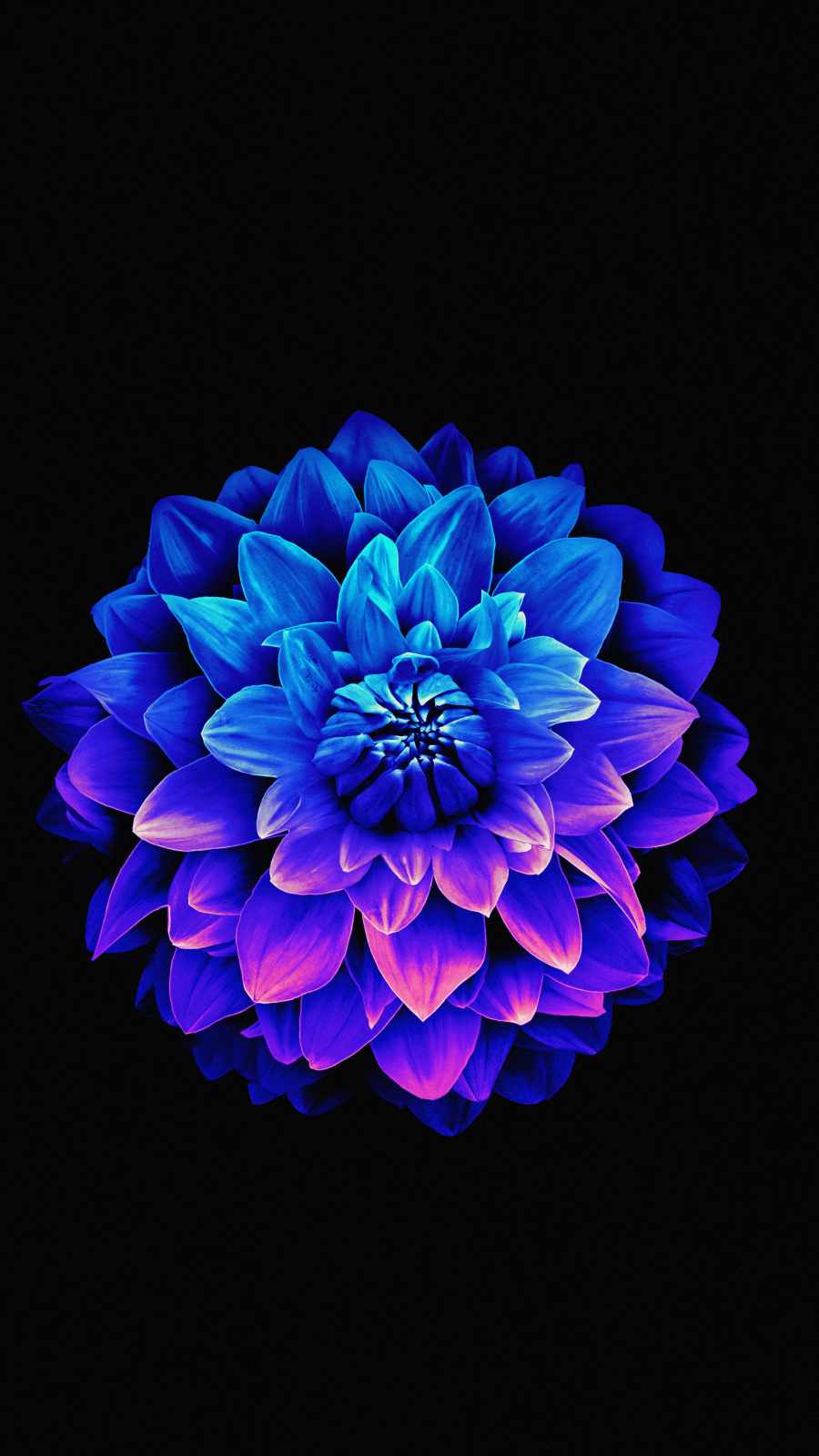 Amoled Flower IPhone Wallpaper - IPhone Wallpapers : iPhone Wallpapers
