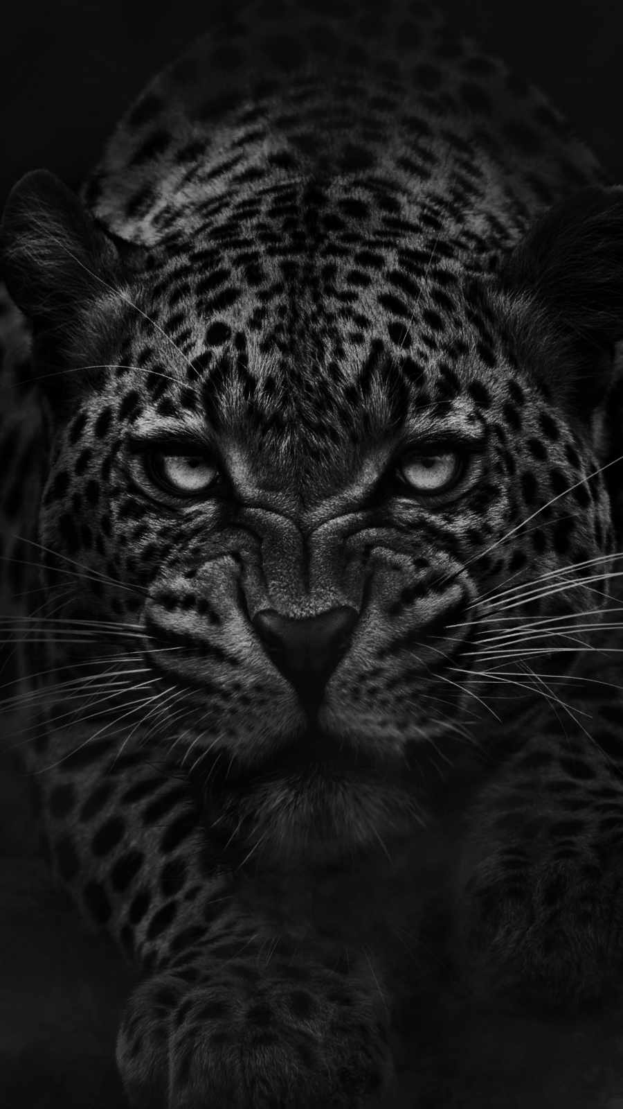 Angry Panther iPhone Wallpaper