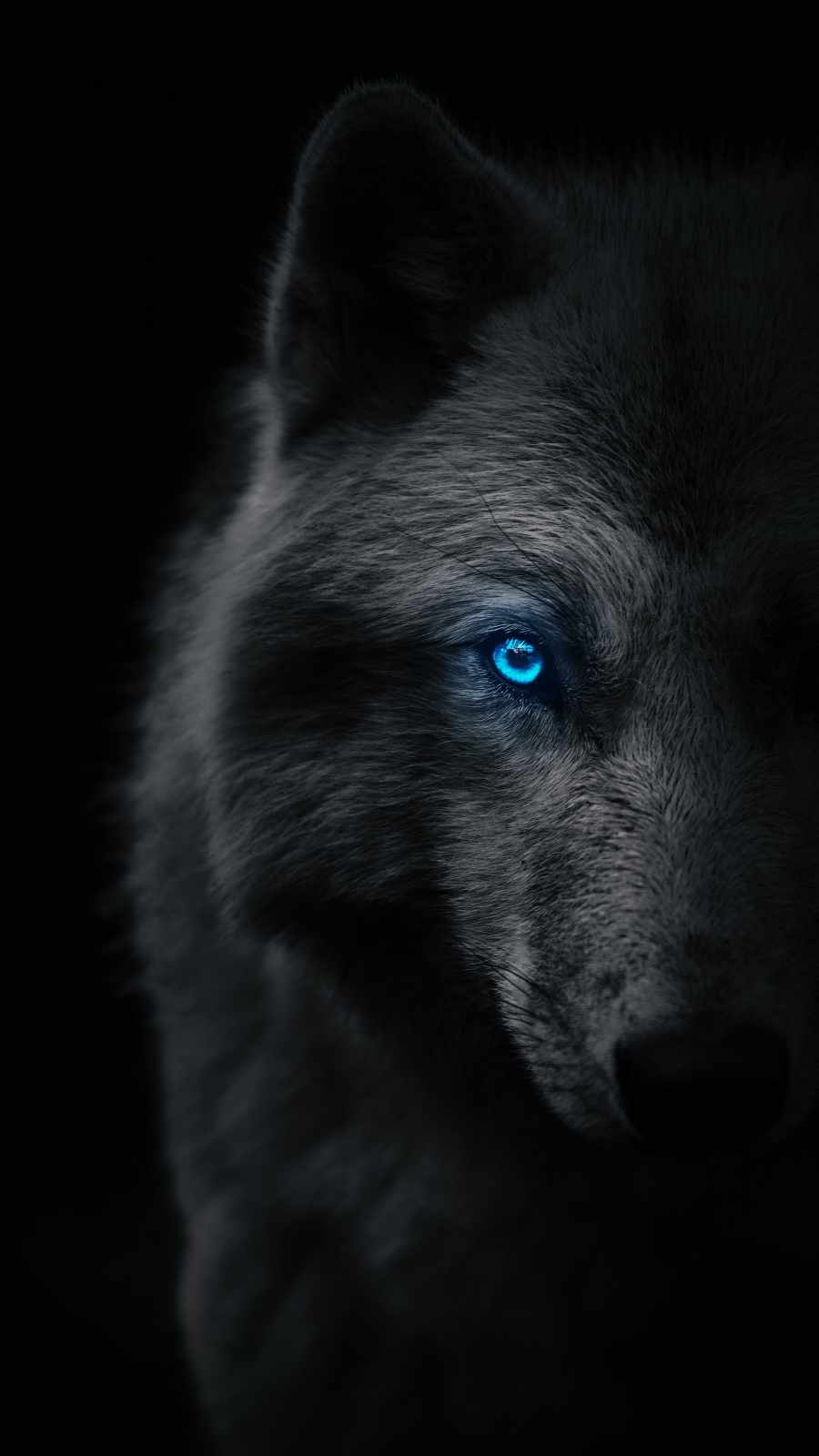 Black Wolf iPhone Wallpaper 1