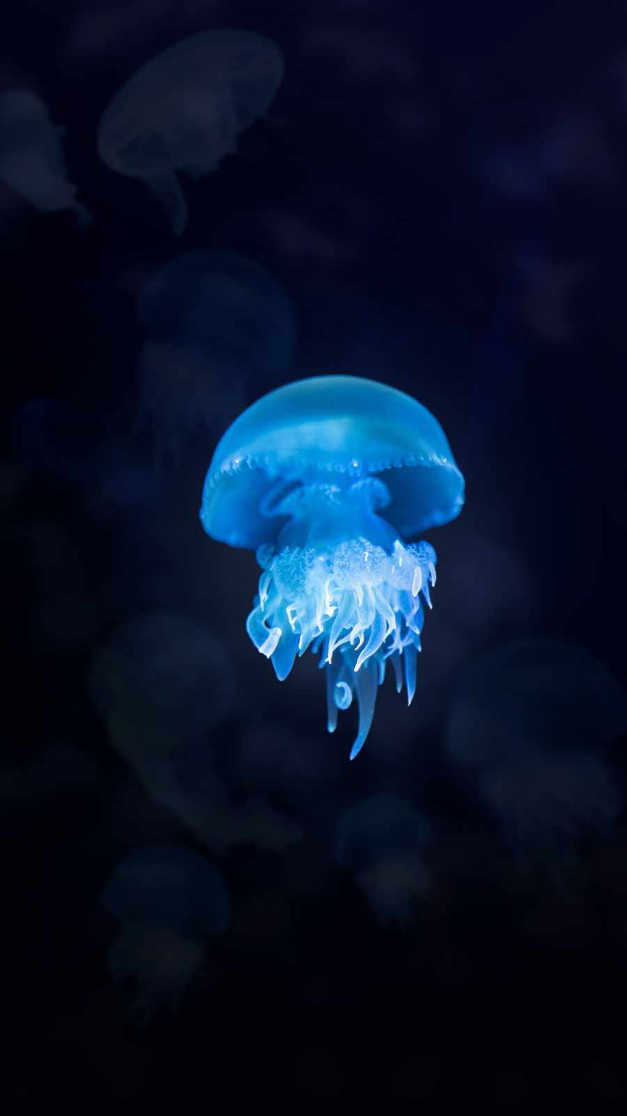 Jellyfish Glow iPhone Wallpaper