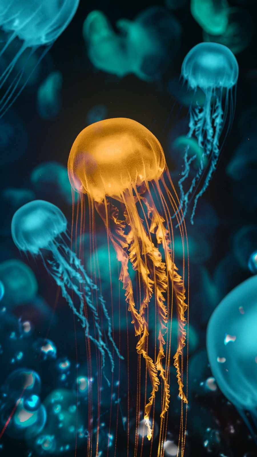 Jellyfish Underwater iPhone Wallpaper