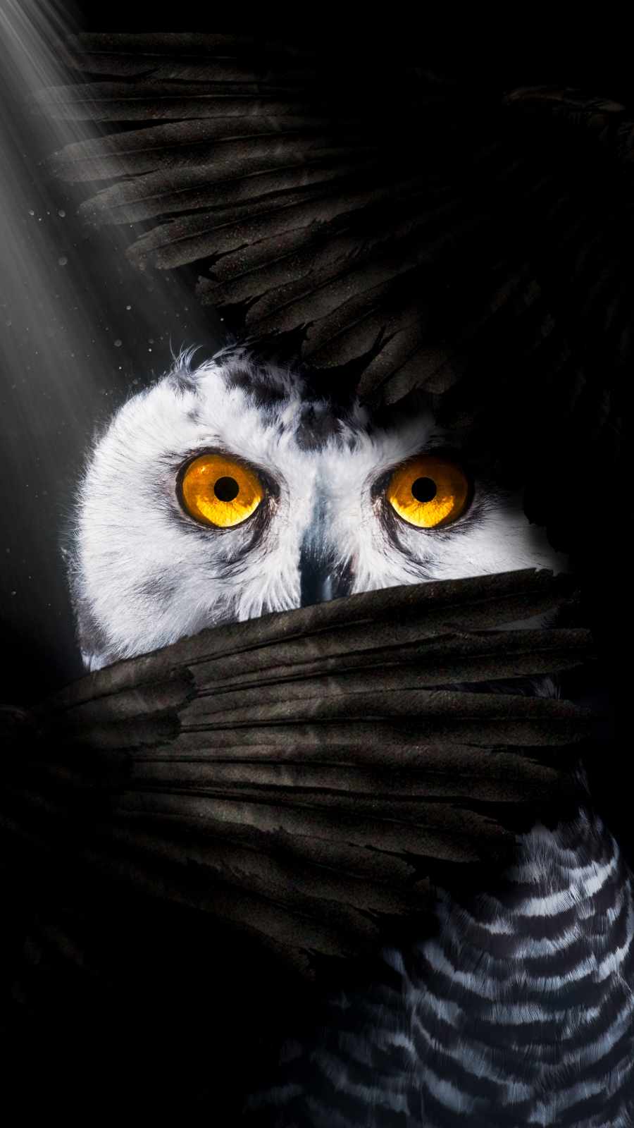 Owl Eyes iPhone Wallpaper