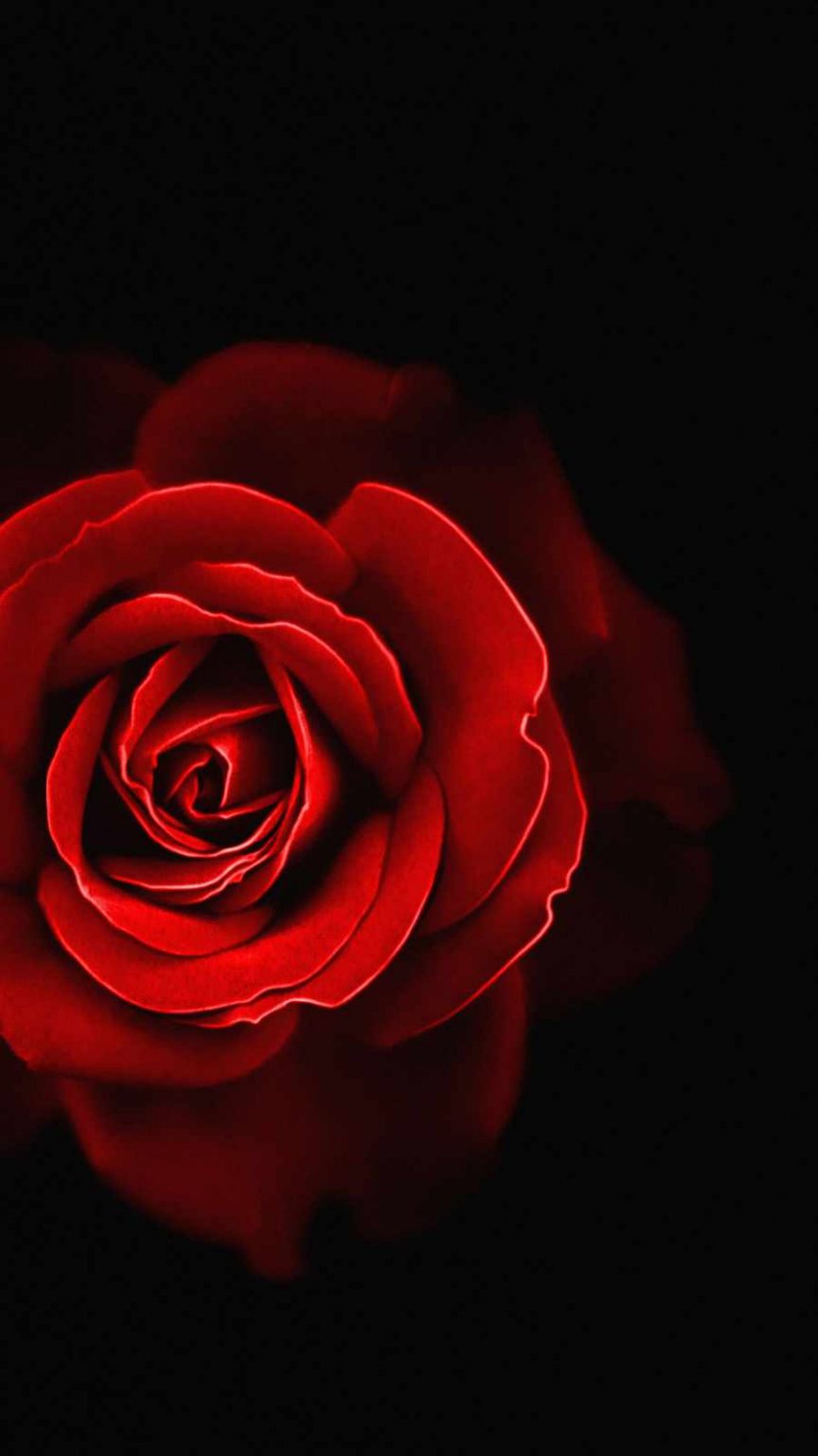 Red Rose iPhone Wallpaper - iPhone Wallpapers