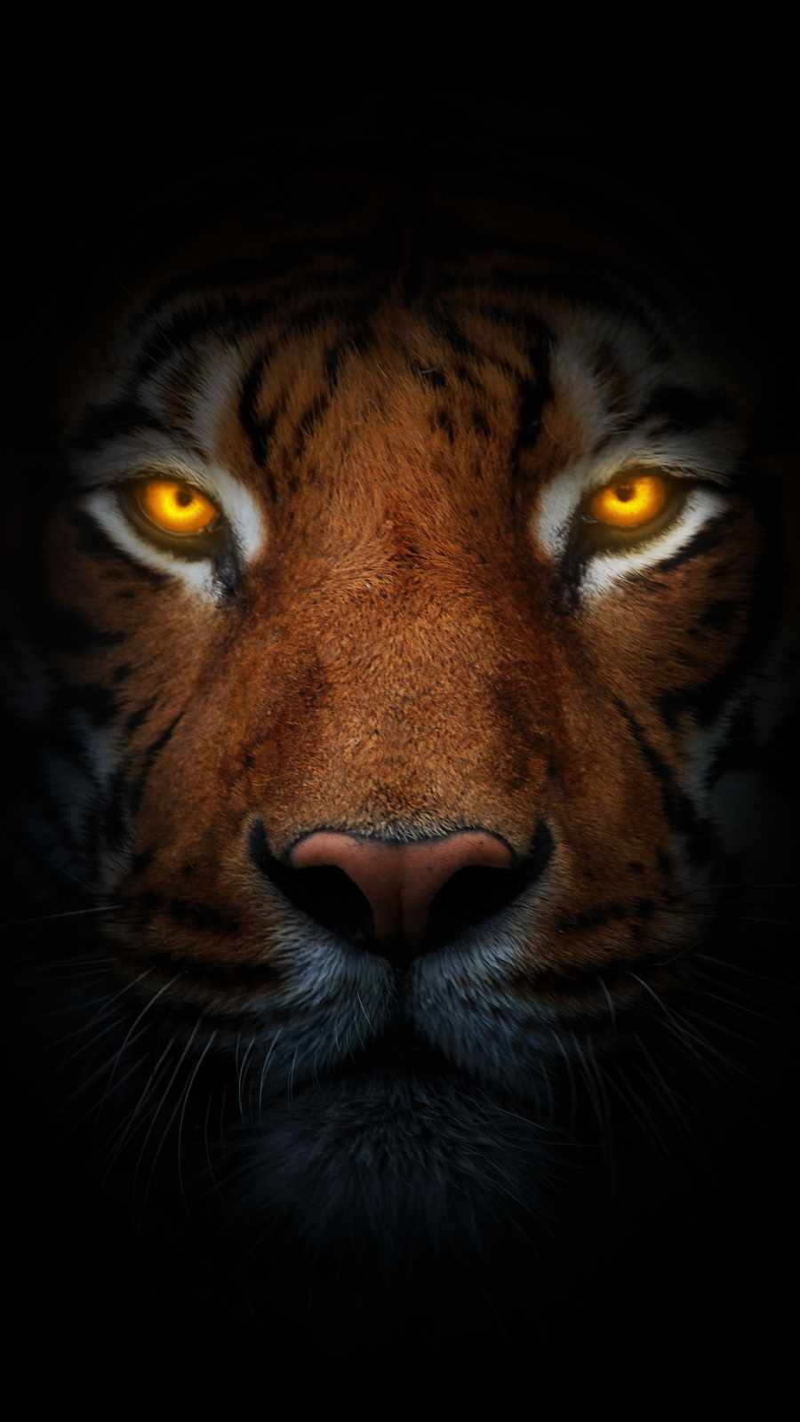 Tiger Eyes iPhone Wallpaper - iPhone Wallpapers