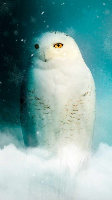 White Owl iPhone Wallpaper