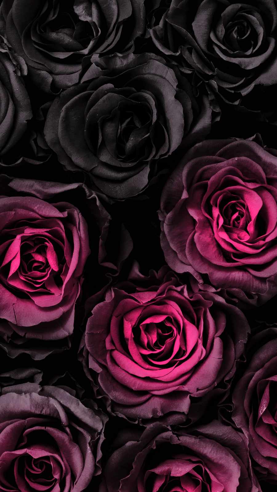 Dark Rose iPhone Wallpaper