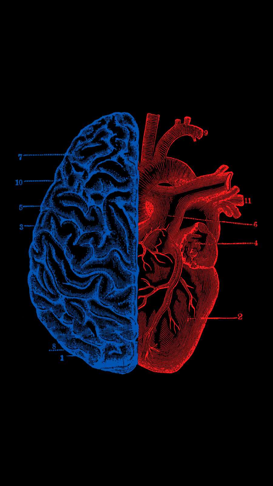 Heart and brain iPhone Wallpaper