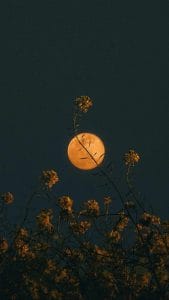 Moon flowers iPhone Wallpaper