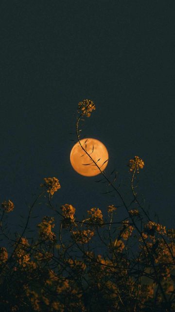 Moon flowers iPhone Wallpaper