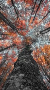 Follow me to the sky iPhone Wallpaper