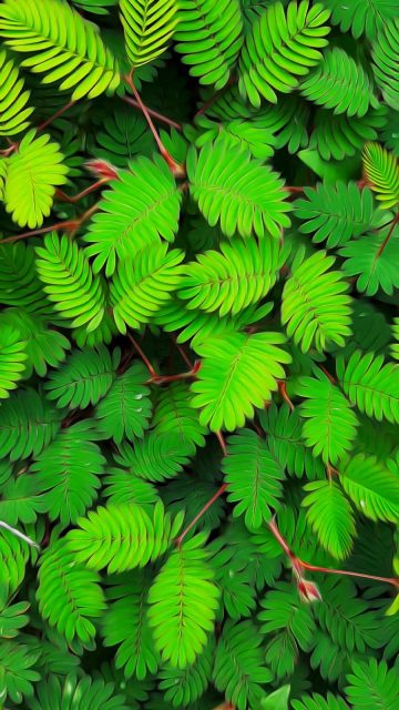 Green Foliage Plats iPhone Wallpaper