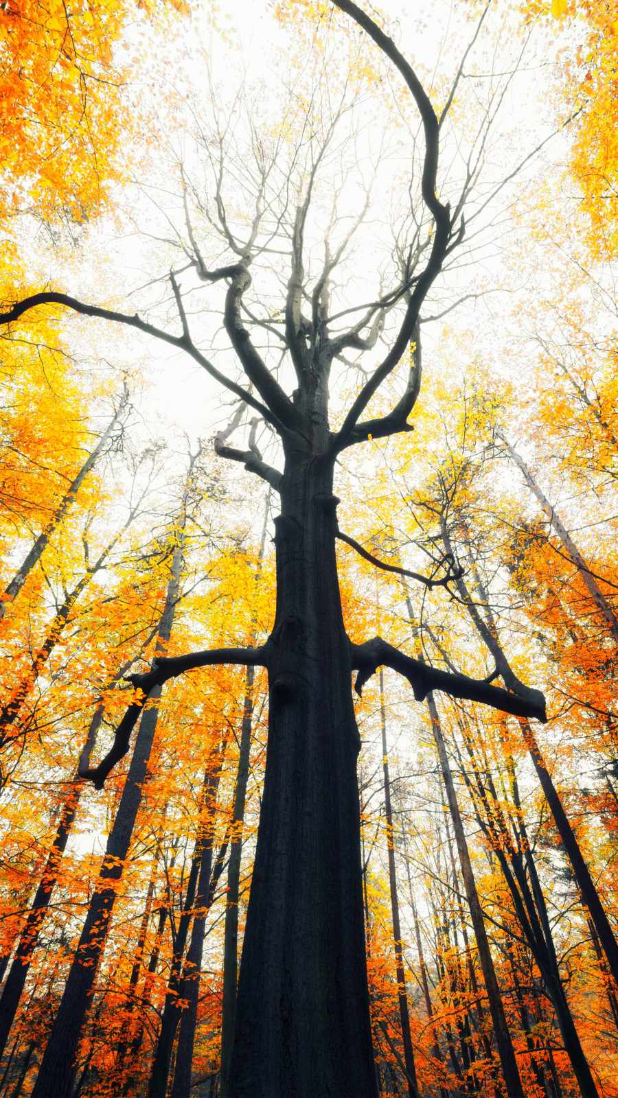 Leafless iPhone Wallpaper