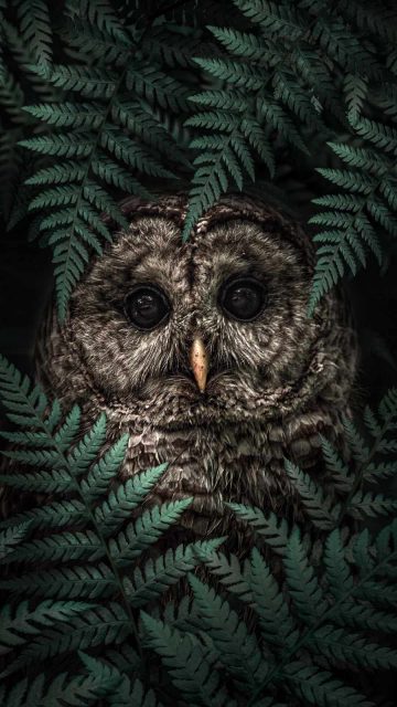 Owl in Forest iPhone Wallpaper