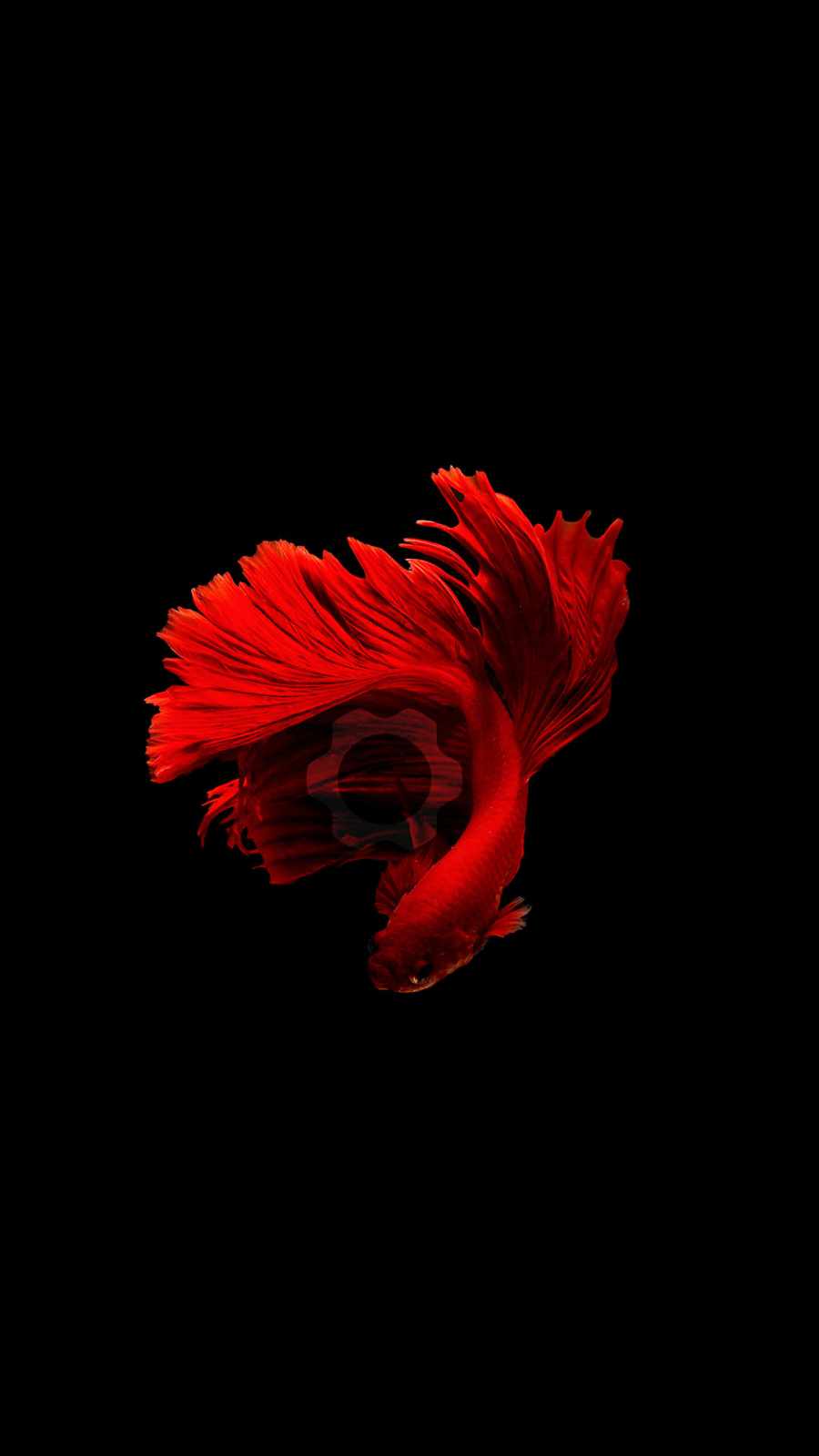 Red Fish iPhone Wallpaper