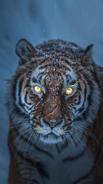 Snow Predator Tiger iPhone Wallpaper