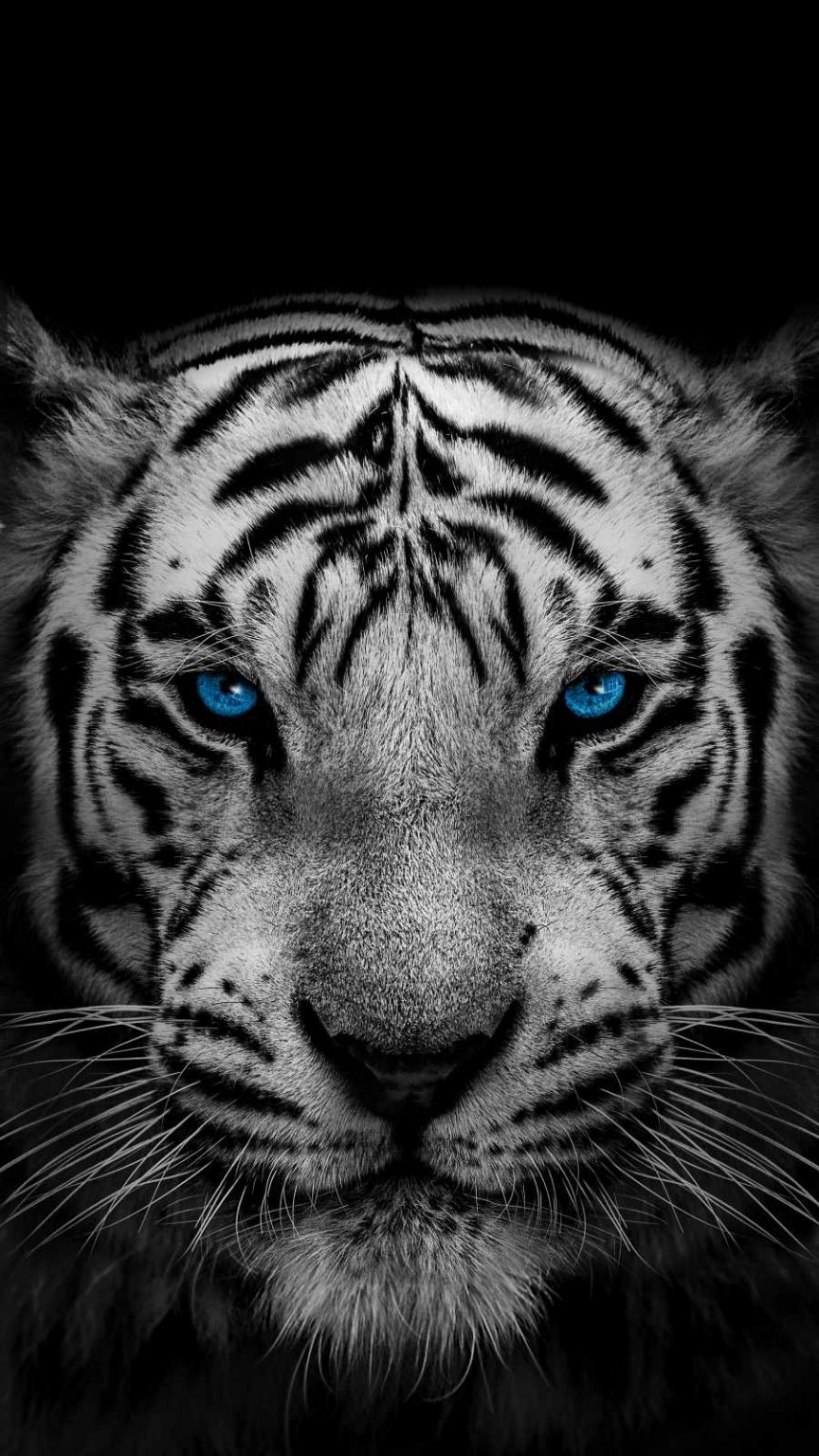 White Tiger iPhone Wallpaper - iPhone Wallpapers