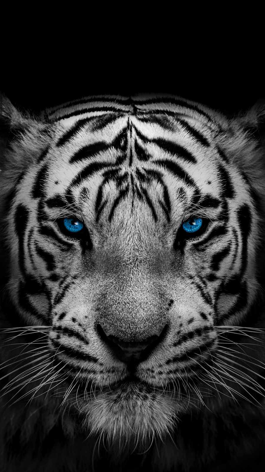 White Tiger iPhone Wallpaper  iPhone Wallpapers