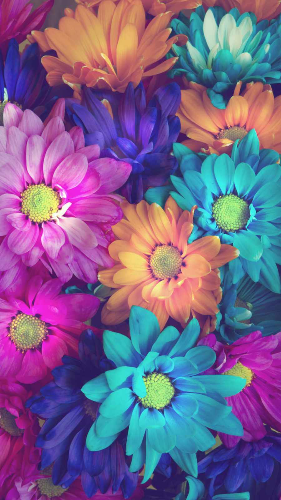 flowers colorful petals iPhone Wallpaper