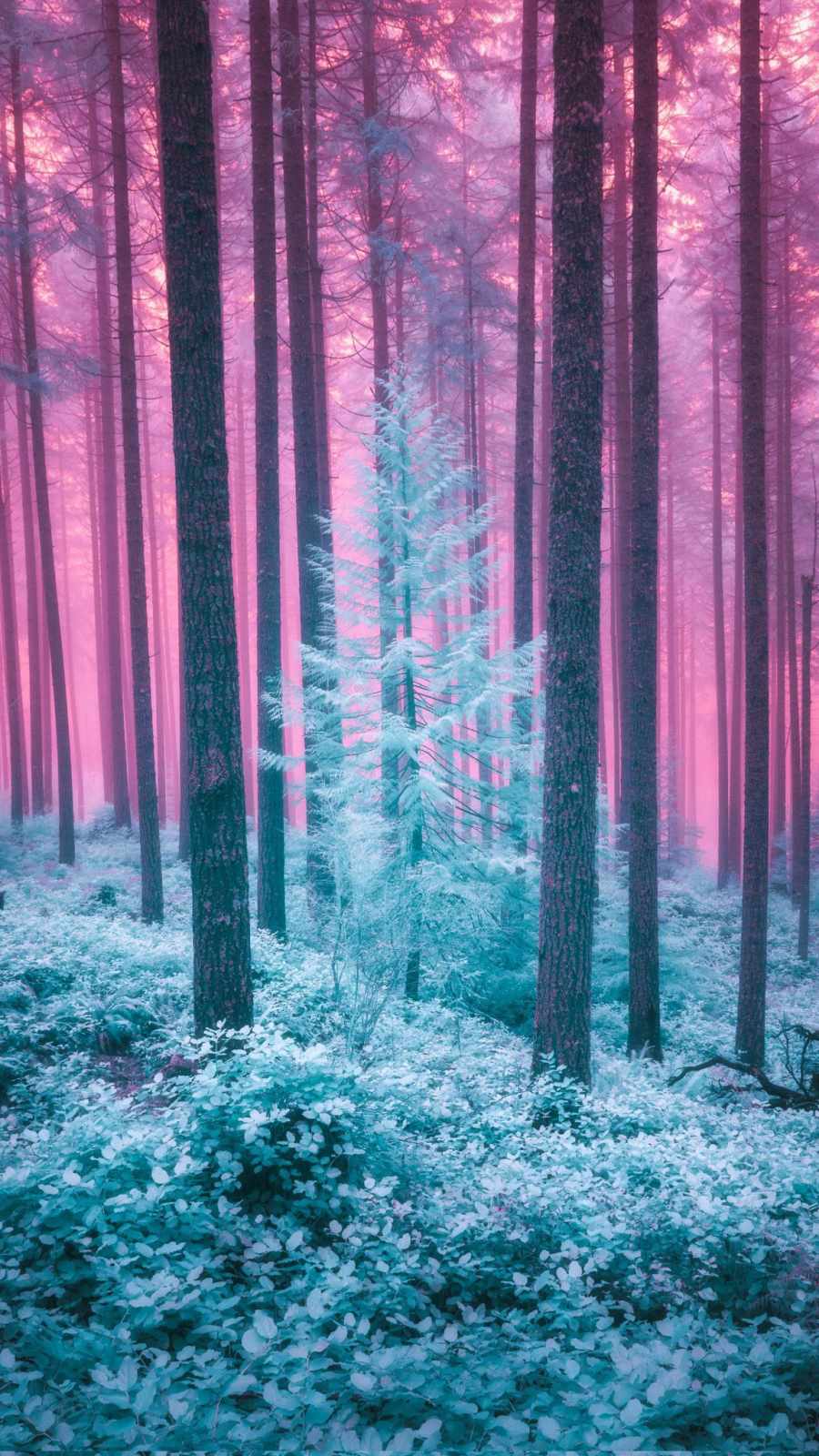 Beautiful Forest iPhone Wallpaper