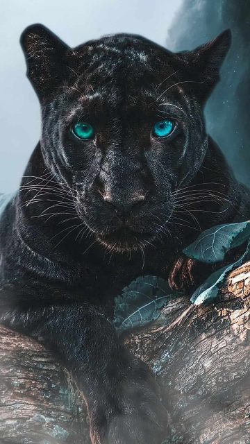 Black Panther Predator iPhone Wallpaper