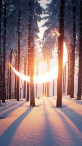 Moon Forest iPhone Wallpaper