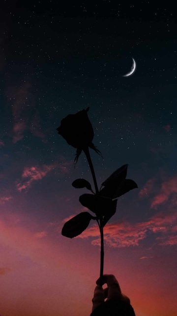Moon and Rose iPhone Wallpaper - iPhone Wallpapers