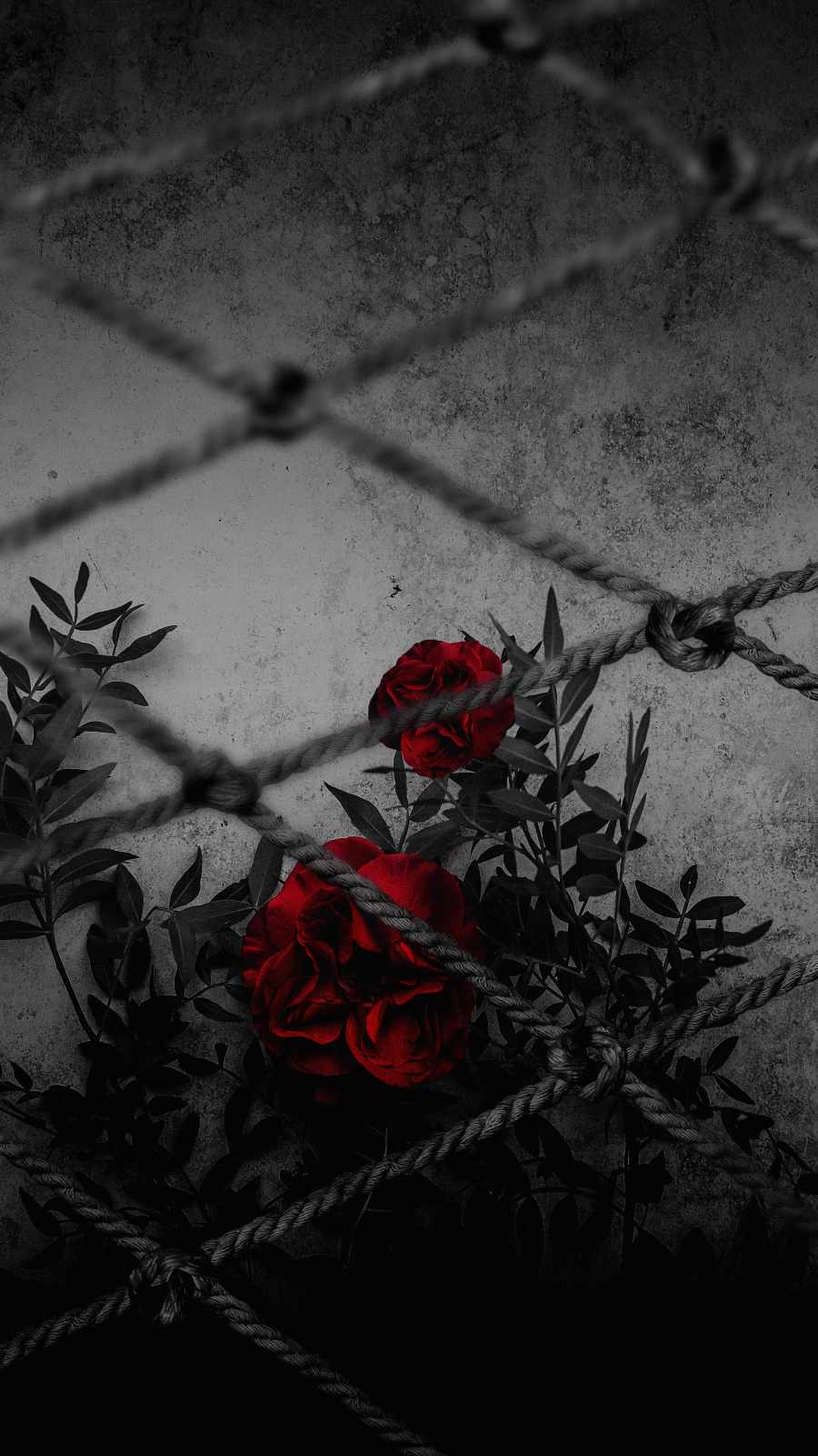 Roses in Cage iPhone Wallpaper