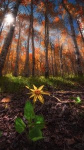 Standing amongst the giants iPhone Wallpaper