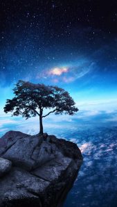 Tallest Tree iPhone Wallpaper