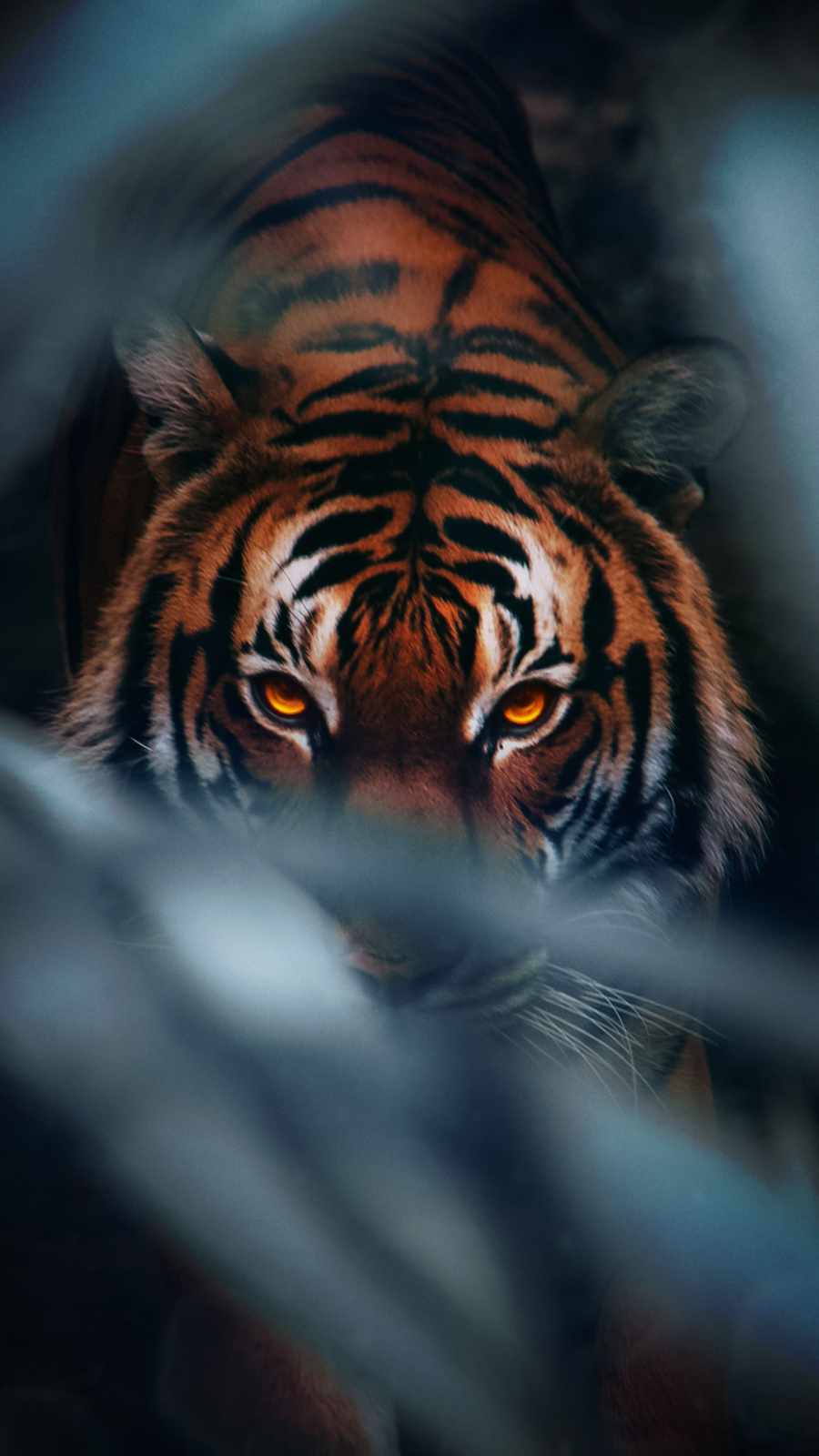 Tiger Eye iPhone Wallpaper