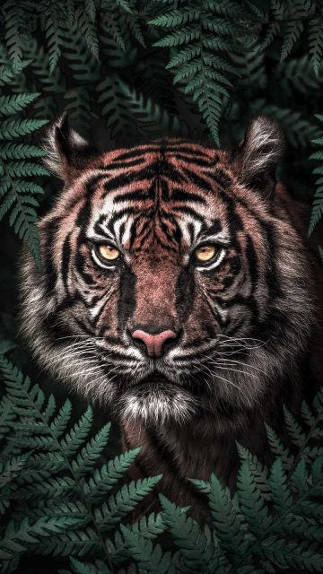 Tiger in Forest iPhone Wallpaper - iPhone Wallpapers
