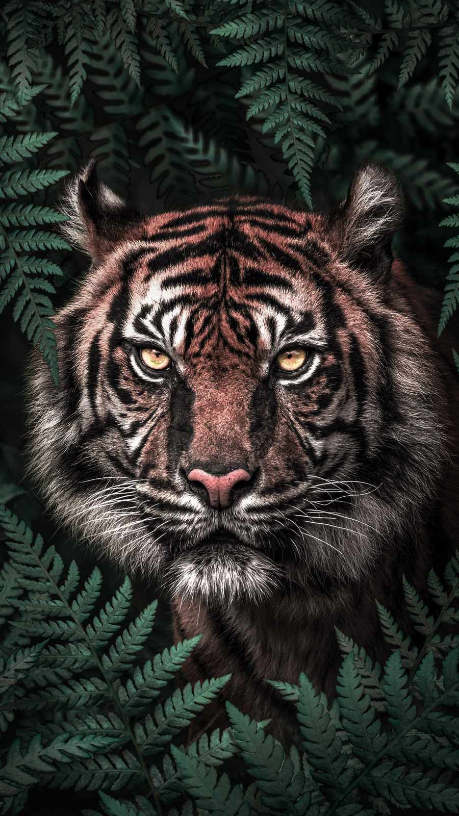Tiger in Forest iPhone Wallpaper