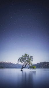 Tree in Water iPhone Wallpaper